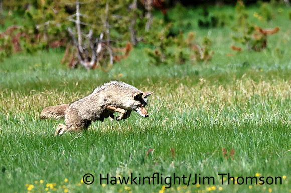 Coyote