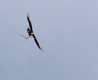 Golden Eagle-Nest