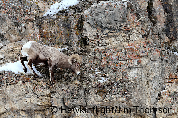 Bighorn Sheep
