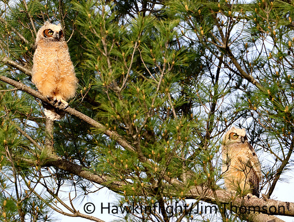 Great Horned Owl