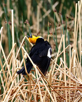 Yellow-headed Blackbird