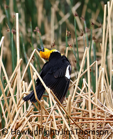 Yellow-headed Blackbird