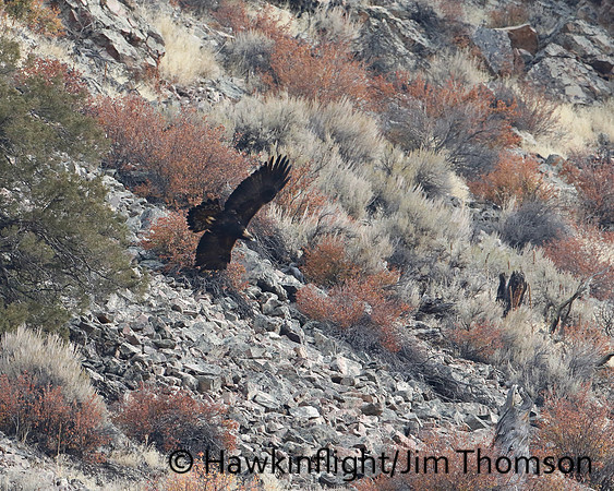 Golden Eagle
