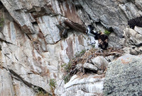 Golden Eagle-Nest
