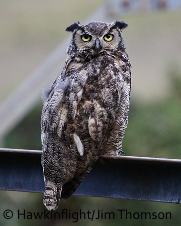 Great Horned Owl