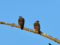 Peregrine Falcon