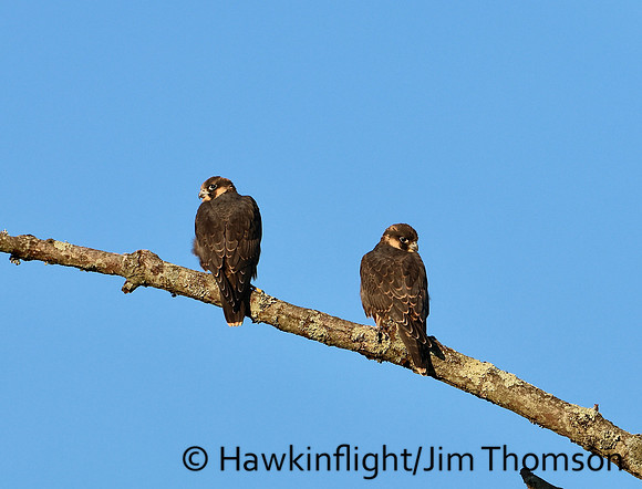 Peregrine Falcon