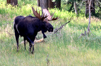 Moose