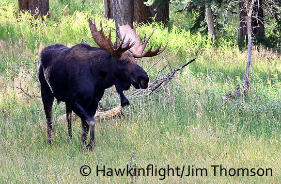 Moose