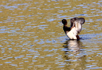 Lesser Scaup