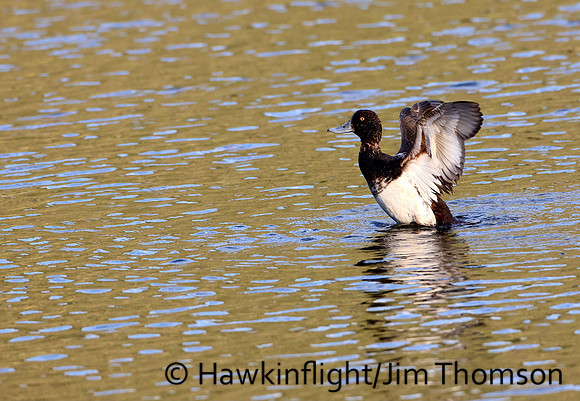 Lesser Scaup