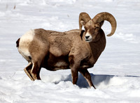 Bighorn Sheep