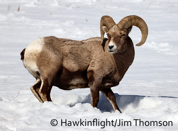Bighorn Sheep