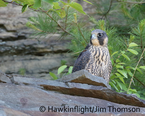 Peregrine Falcon