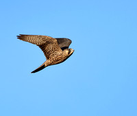 Peregrine Falcon
