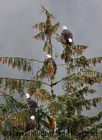 Bald Eagle