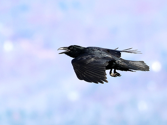 Common Raven