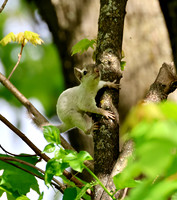 Red Squirrel