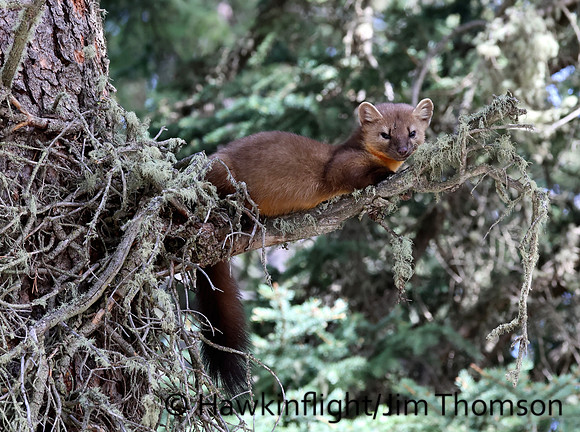 Pine Marten