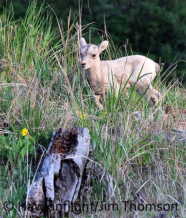 Bighorn Sheep