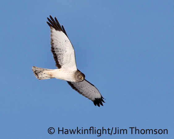 Northern Harrier