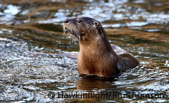 River Otter