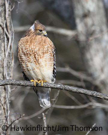 Red-shouldered Hawk