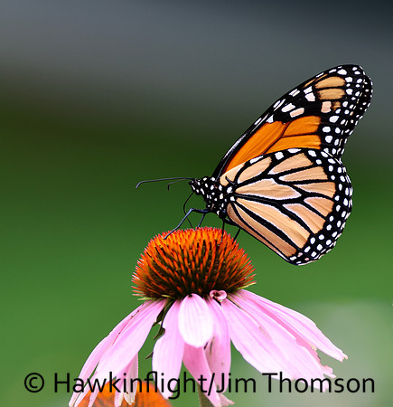 Monarch