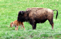 Bison