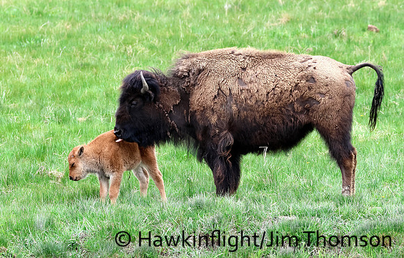 Bison