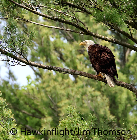 Bald Eagle