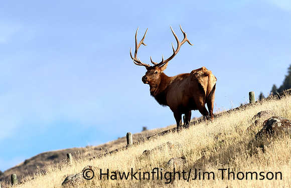 Elk