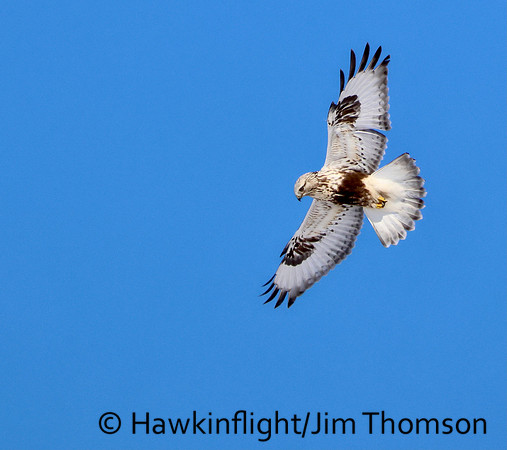 Roughleg Hawk