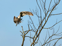 White-tailed Kite