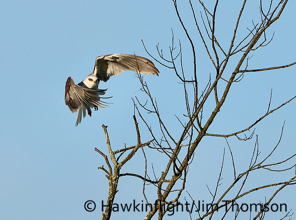 White-tailed Kite