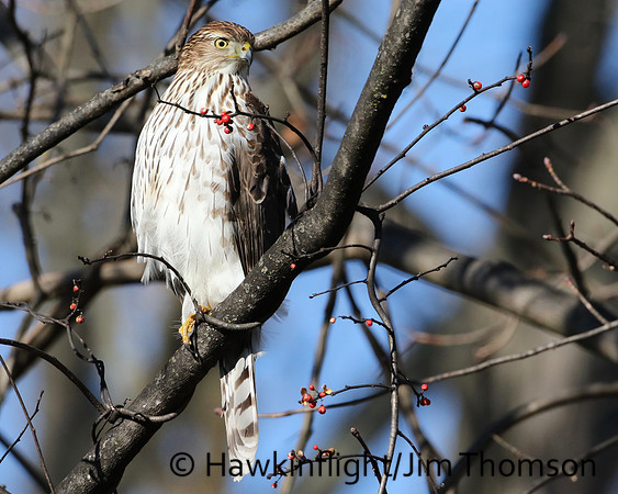 Cooper's Hawk