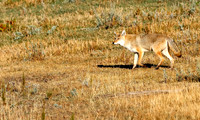 Coyote