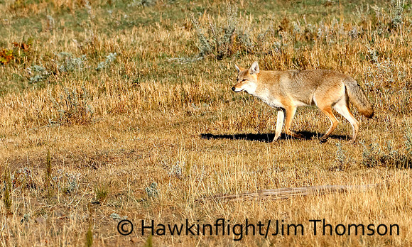 Coyote