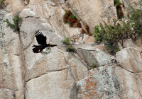 Golden Eagle-Nest