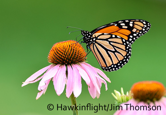 Monarch
