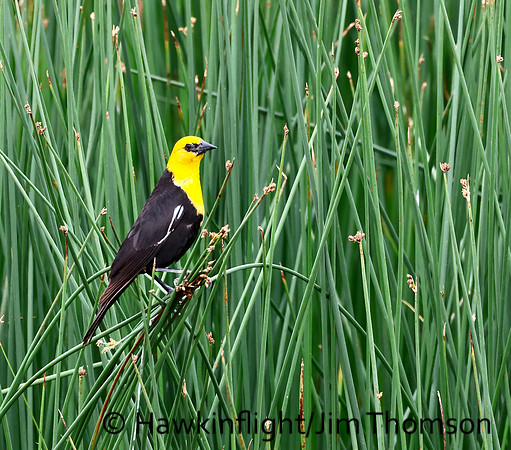 Yellow-headed Blackbird