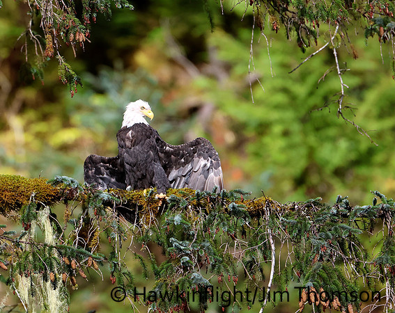 Bald Eagle