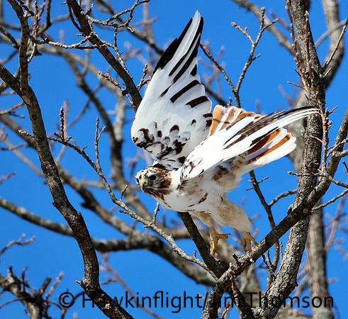 Red-tailed Hawk