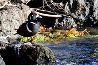 Harlequin Duck