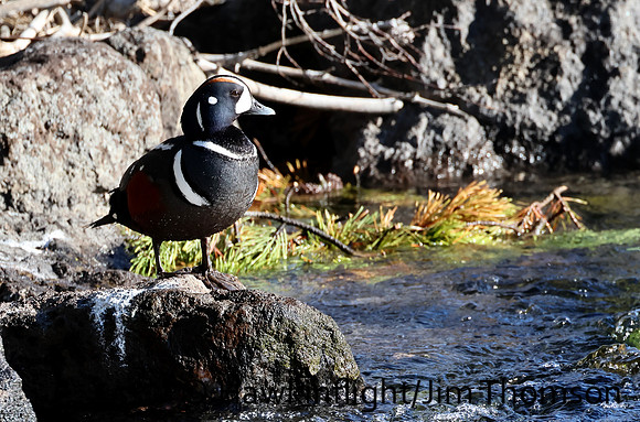 Harlequin Duck