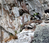 Golden Eagle-Nest