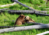 Grizzly Bears