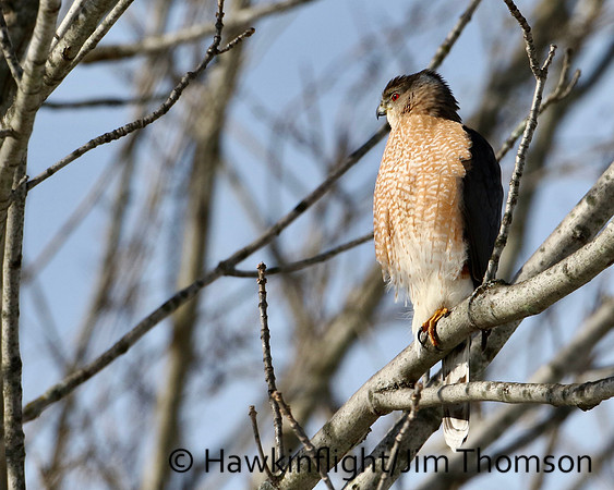 Cooper's Hawk