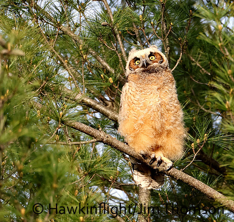 Great Horned Owl