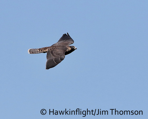 Peregrine Falcon